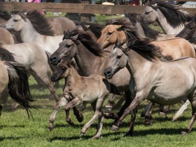 Wildpferdefang Dülmen Tickets
